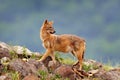 Bulgaria wildlife, Balkan in Europe. Golden jackal, Canis aureus, feeding scene on meadow, Madzharovo, Eastern Rhodopes. Wild dog Royalty Free Stock Photo