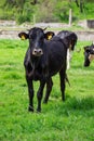 Bulgarian Black Domestic Cow `Bos Taurus` mammal Royalty Free Stock Photo