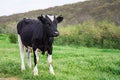 Bulgarian Black White Domestic Cow `Bos Taurus` mammal Royalty Free Stock Photo