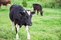 Bulgarian Black White Domestic Cow `Bos Taurus` mammal Royalty Free Stock Photo