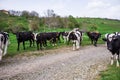 Bulgarian Brown Black White Domestic Cows `Bos Taurus` mammals - 09-04-2016 - Bistrets, Bulgaria Royalty Free Stock Photo