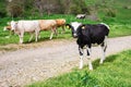 Bulgarian Brown Black White Domestic Cows `Bos Taurus` mammals - 09-04-2016 - Bistrets, Bulgaria Royalty Free Stock Photo