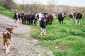 Bulgarian Brown Black White Domestic Cows `Bos Taurus` mammals Royalty Free Stock Photo