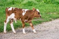 Bulgarian Brown White Domestic Cow `Bos Taurus` mammal