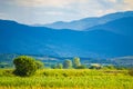 Bulgarian countryside corn plantation summertime view Plovdiv valley Royalty Free Stock Photo