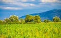 Bulgarian countryside corn plantation summertime view Plovdiv valley Royalty Free Stock Photo