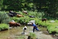 Bulgarian countrywoman with cattle in pasture