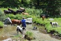 Bulgarian countrywoman with cattle in pasture