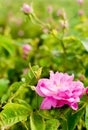 Bulgarian Damascena Rose Royalty Free Stock Photo