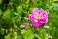 Bulgarian Damascena Rose