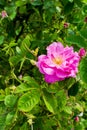 Bulgarian Damascena Rose