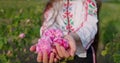 Bulgarian girl woman in ethnic folklore dress enjoying parfumery oil-bearing rose Rosa Damascena, Kazanlak, Bulgaria
