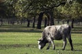 Bulgarian gray cattle Royalty Free Stock Photo