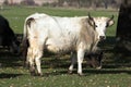 Bulgarian gray cattle Royalty Free Stock Photo