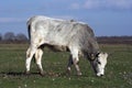 Bulgarian gray cattle Royalty Free Stock Photo