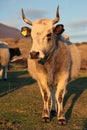 Bulgarian gray cattle Royalty Free Stock Photo