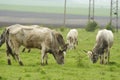 Bulgarian gray cattle Royalty Free Stock Photo