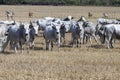 Bulgarian gray cattle Royalty Free Stock Photo