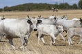 Bulgarian gray cattle Royalty Free Stock Photo