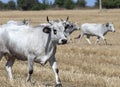 Bulgarian gray cattle Royalty Free Stock Photo