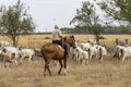 Bulgarian gray cattle Royalty Free Stock Photo