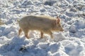 Bulgarian local pig breed. East Balkan small pig