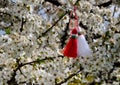 Bulgarian martenitsa on blossom tree. Royalty Free Stock Photo