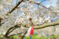 Bulgarian Martenitsa tied to a cherry tree branch. Symbol of national Bulgarian tradition Royalty Free Stock Photo