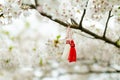 Bulgarian Martenitsa tied to a cherry tree branch. Symbol of national Bulgarian tradition Royalty Free Stock Photo