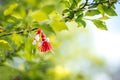 Bulgarian Martenitsa on a tree branch. National Bulgarian Traditional holiday symbol. Royalty Free Stock Photo