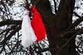 Bulgarian martenitsa on a tree Royalty Free Stock Photo