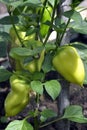 Bulgarian pepper close up. The bell pepper shrub grows in a greenhouse on a ridge. Growing vegetables in a greenhouse
