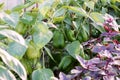 Bulgarian pepper grows on the bushes in the greenhouse against the background of the soil in the garden Royalty Free Stock Photo