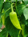 Sprout of the green pepper growing in a kitchen garden. Bulgarian pepper paprika. Green hot habanero chilli pepper Royalty Free Stock Photo