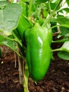 Sprout of the green pepper growing in a kitchen garden. Bulgarian pepper paprika. Green hot habanero chilli pepper Royalty Free Stock Photo