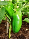 Sprout of the green pepper growing in a kitchen garden. Bulgarian pepper paprika. Green hot habanero chilli pepper Royalty Free Stock Photo