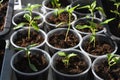 Seedlings of bell pepper Royalty Free Stock Photo