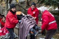 Bulgarian Red Cross Youth Paramedics volunteers stretcher Royalty Free Stock Photo