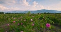 Bulgarian rose damascena blooming field of aromatic oil roses and mountains landscape sunrise video