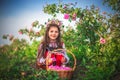 Bulgarian Rose Damascena field, Roses valley Kazanlak, Bulgaria. Girl in ethnic folklore clothing harvesting oil-bearing roses