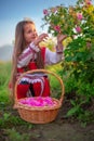 Bulgarian Rose Damascena field, Roses valley Kazanlak, Bulgaria. Girl in ethnic folklore clothing harvesting oil-bearing roses at