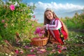 Bulgarian Rose Damascena field, Roses valley Kazanlak, Bulgaria. Girl in ethnic folklore clothing harvesting oil-bearing roses at Royalty Free Stock Photo