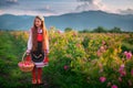 Bulgarian Rose Damascena field, Roses valley Kazanlak, Bulgaria. Girl in ethnic folklore clothing harvesting oil-bearing roses at