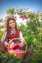 Bulgarian woman beautiful girl picking oil-bearing Rose Damascena in field at sunrise, Rose valley Kazanlak, Bulgaria Royalty Free Stock Photo