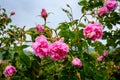 Bulgarian rose field near Karlovo Royalty Free Stock Photo