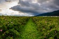 Bulgarian rose field near Karlovo