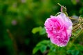 Bulgarian rose field near Karlovo