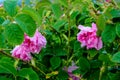 Bulgarian rose field near Karlovo