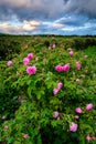 Bulgarian rose field near Karlovo Royalty Free Stock Photo