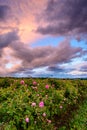 Bulgarian rose field near Karlovo Royalty Free Stock Photo